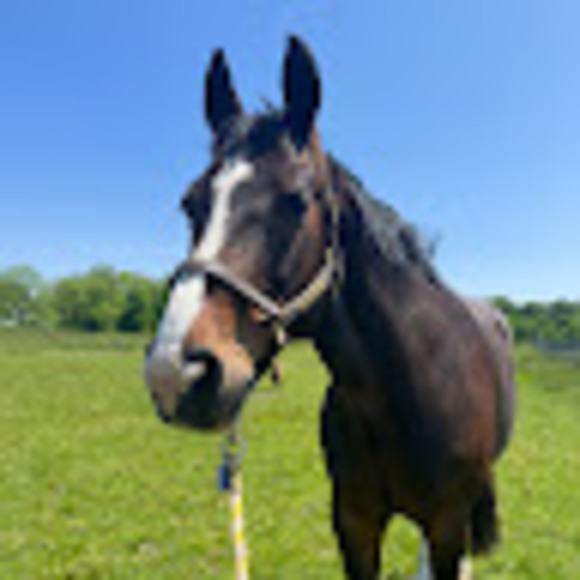 Meet your Posher, Betsy - Picture 1 of 1